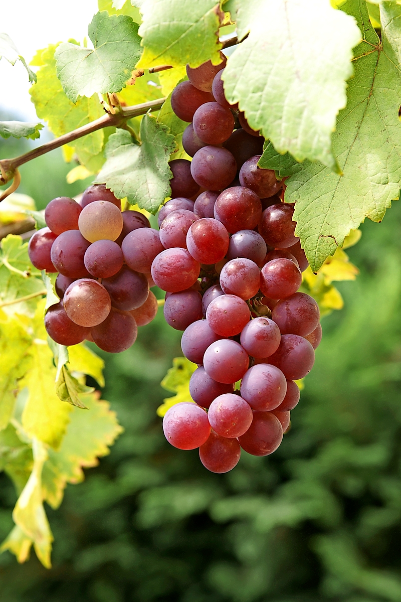 agriculture outdoor: grapevines