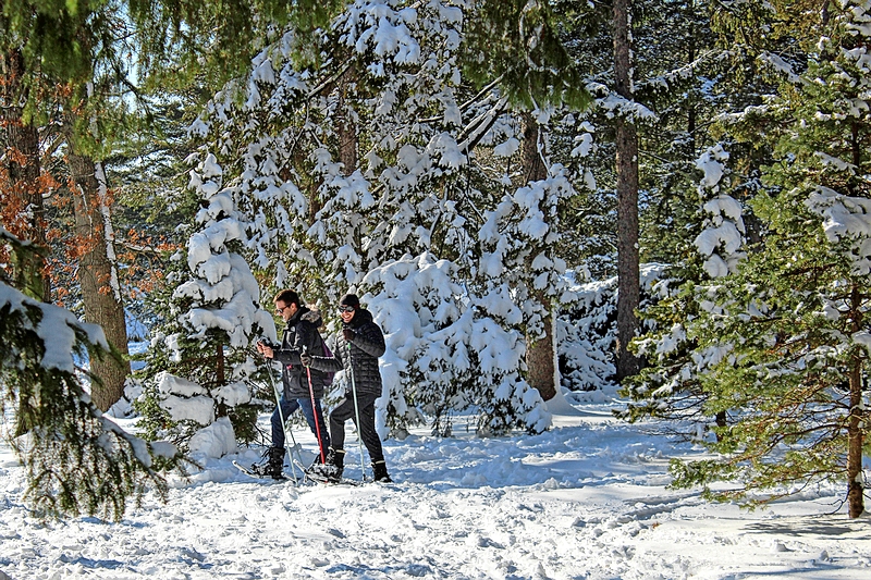 Snowshoeing on Morton Arboretum’s Conifer Trail