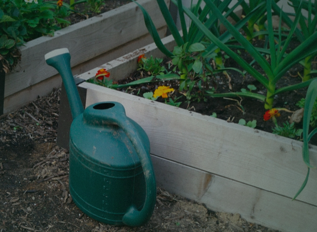 | Growing Edible Native Plants