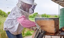 A beekeeper using a bee smoker
