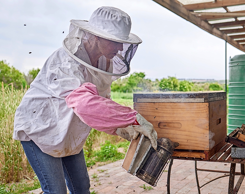 A beekeeper using a bee smoker