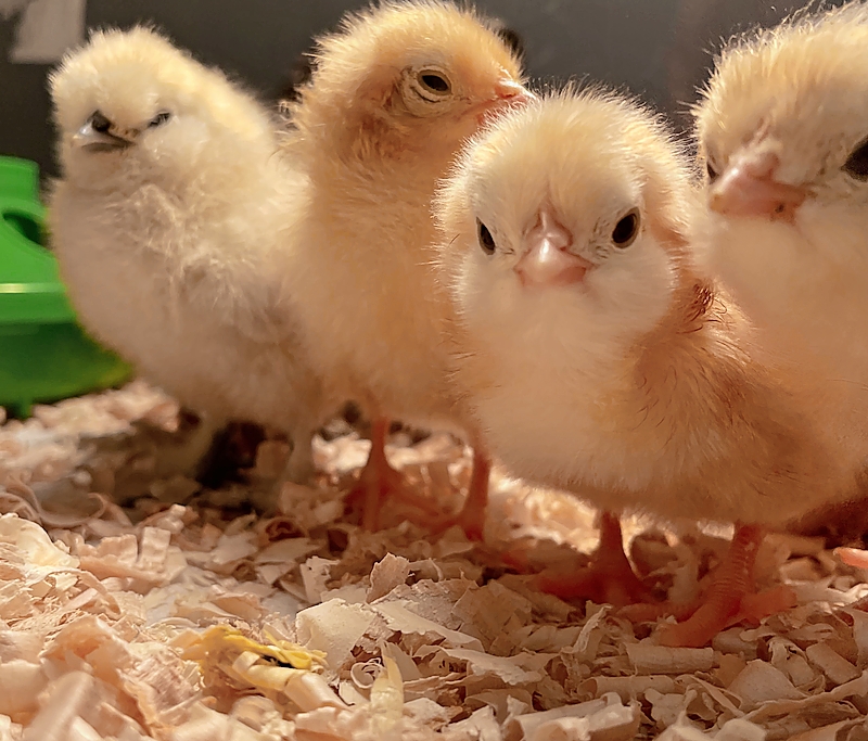 A group of chicks