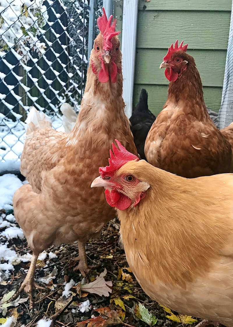 A group of chickens