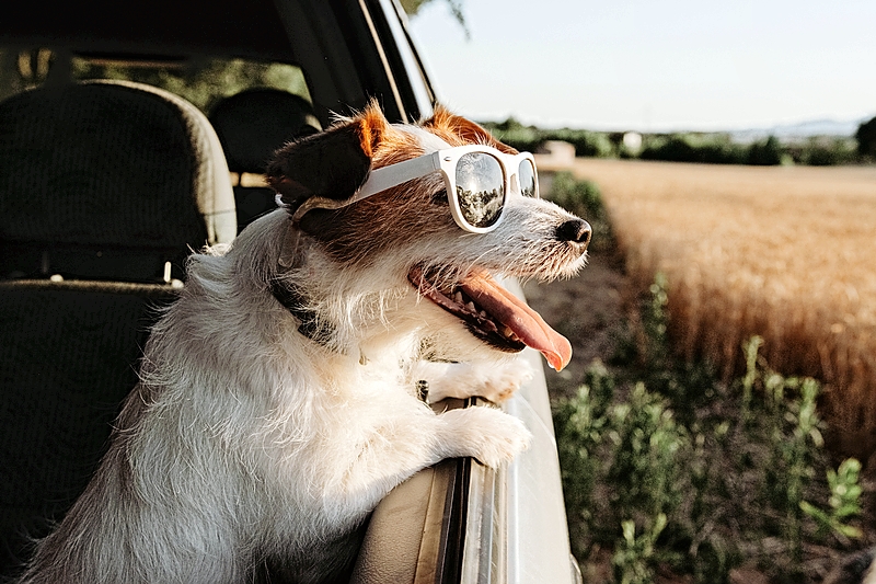 A dog wearing sunglasses with its head in a car window