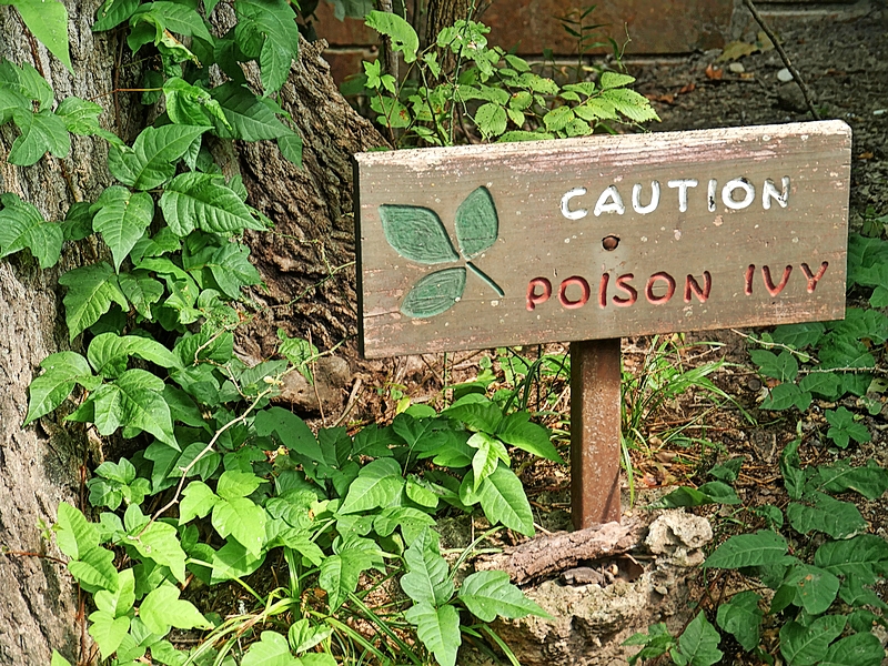 A poison ivy sign