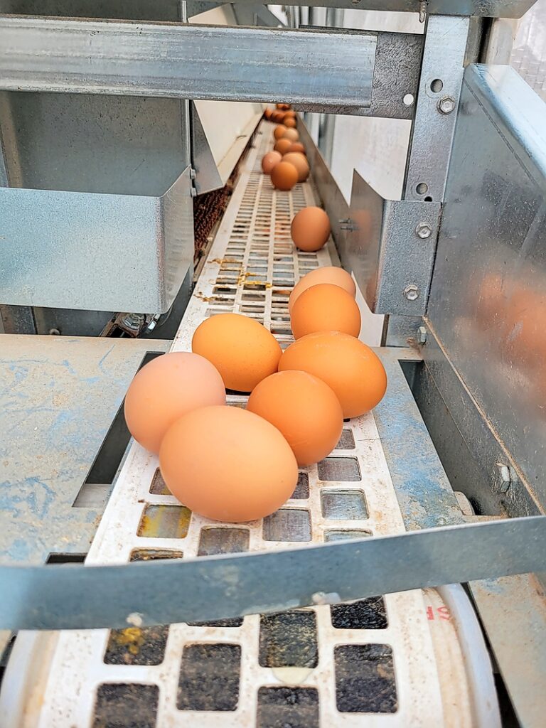 Pasek Farms eggs