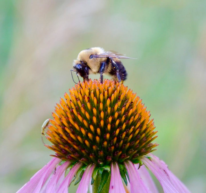 A bumblebee foraging on purple coneflower.