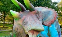 The Dinos Downtown Wheaton outdoor exhibition featured 10 life-size, animatronic dinosaurs earlier this fall, including this triceratops at the public library.