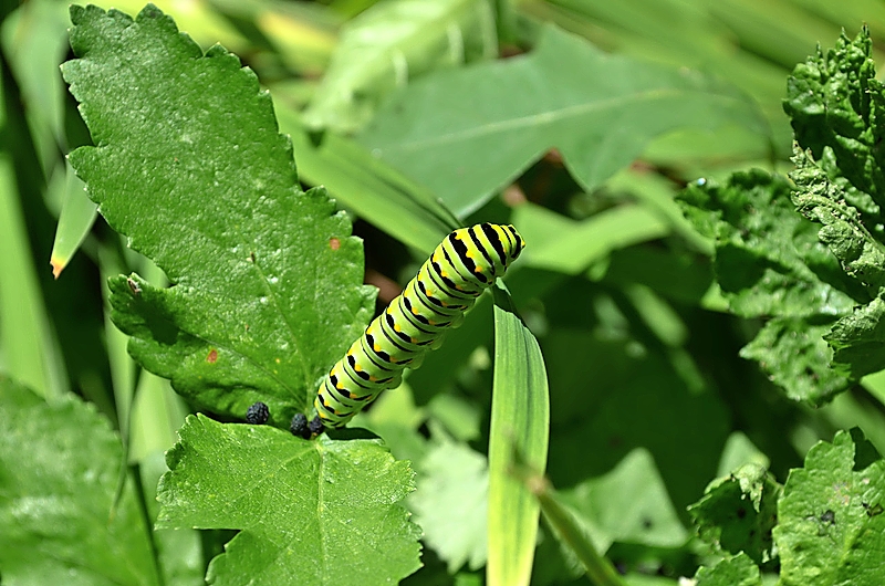 A black swallowtail caterpillar feasting on parsnip.