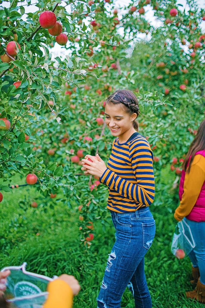 A girl picking apples at Royal Oak Farm