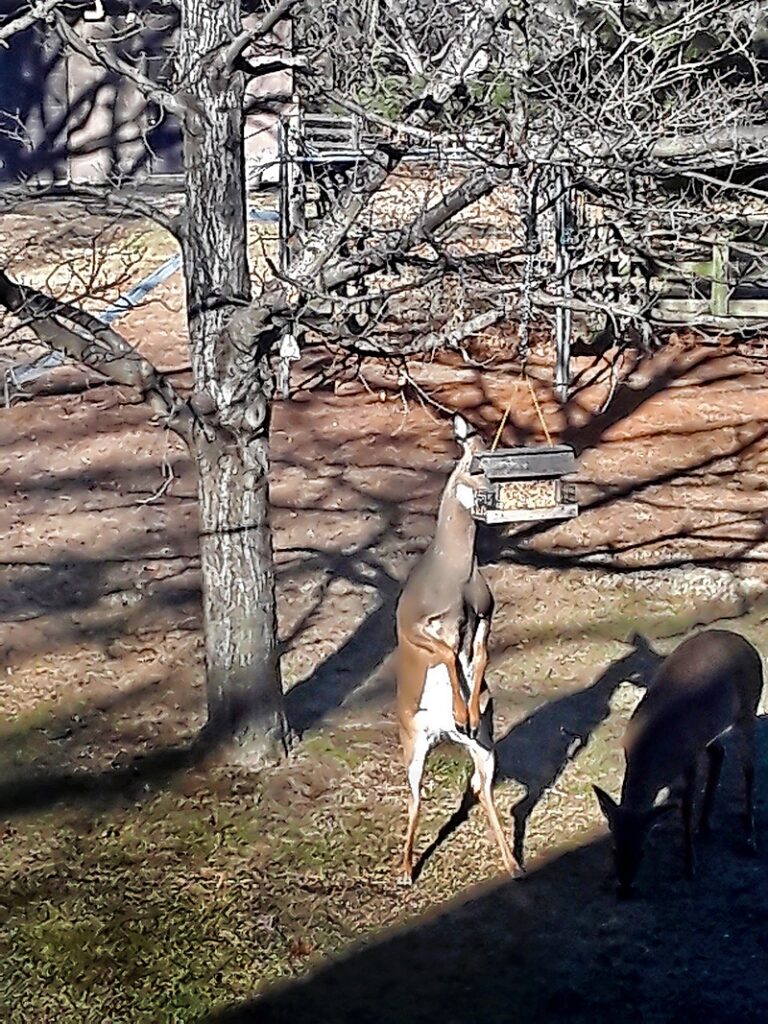 A white-tailed deer enjoying some birdseed.