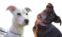 Adoptable dogs: Promise and Emmy