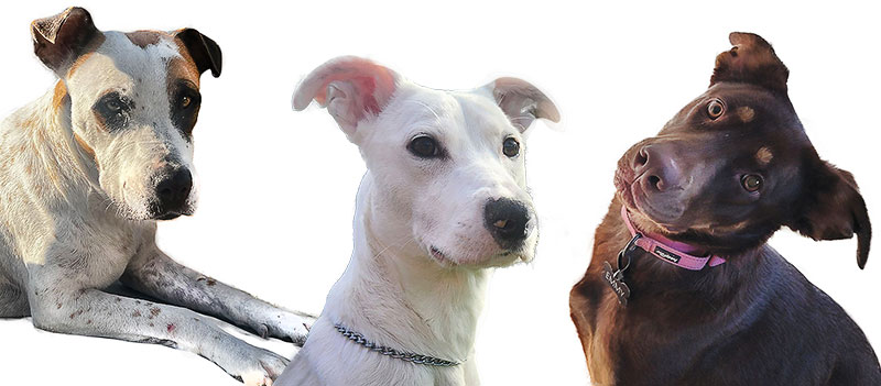 Adoptable dogs, from left: Patches, Promise, and Emmy