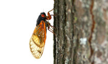 An adult cicada on a tree