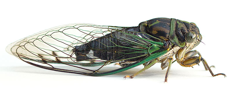 An adult cicada