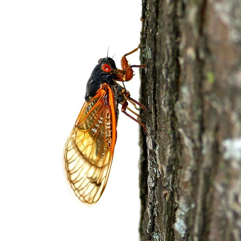 An adult cicada on a tree