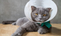 A cat wearing a cone