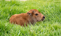 A baby bison