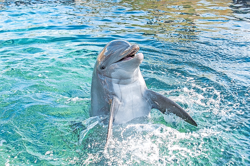 Dolphin Oasis at Gulfarium Marine Adventure Park