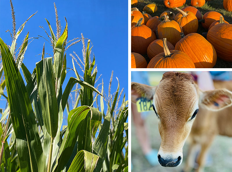 Growing corn, ripe pumpkins, and a young cow at Abbey Farms
