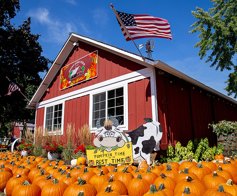 Pumpkins on display outside Sonny Acres Farm