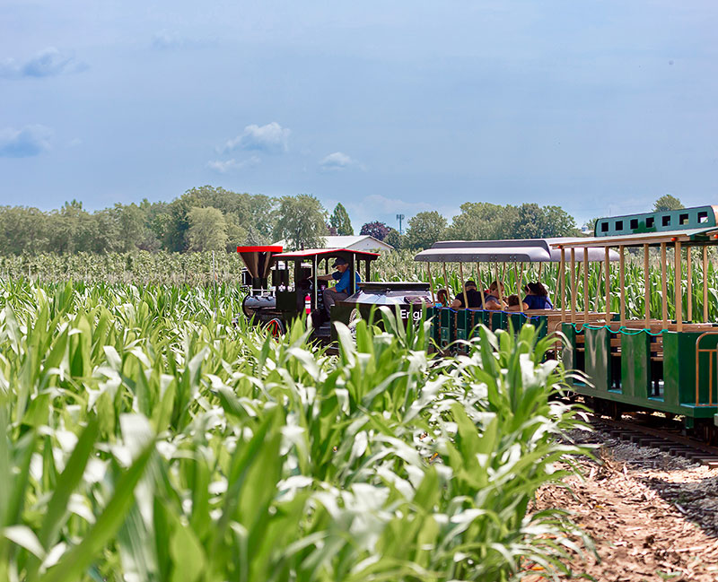 A small train going through a cornfield at Siegel’s Cottonwood Farm