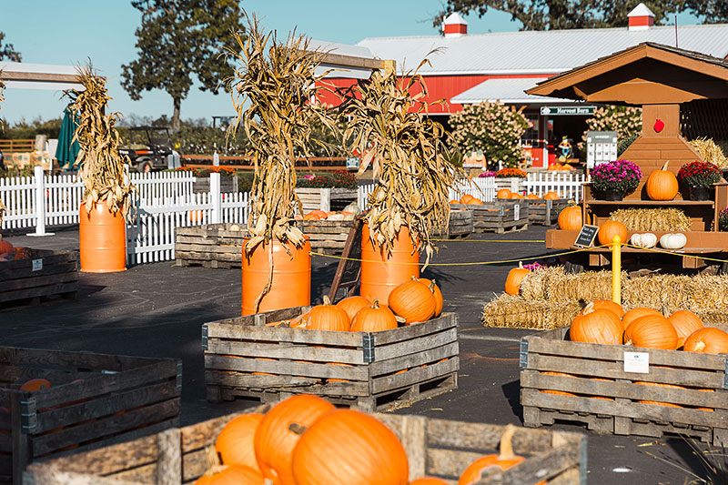 Pumpkins on display at Royal Oak Farm