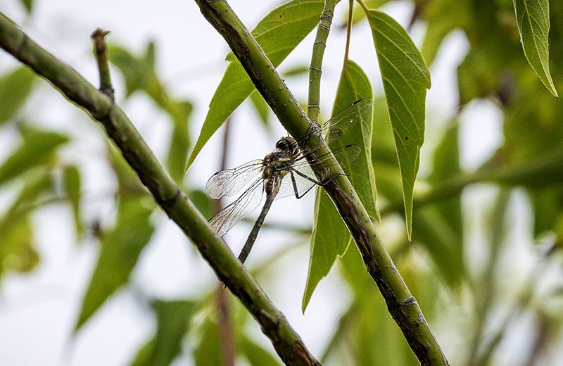 A Hine's emerald dragonfly resting on a branch