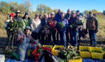 More than 1,000 pounds of produce was collected during the annual October gleaning marking the end of the growing season at the Ron Ory Community Garden Plots in Naperville. A total of 2,692 pounds was donated in 2025 to Loaves & Fishes Community Services—500 more pounds than last year.
