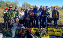 More than 1,000 pounds of produce was collected during the annual October gleaning marking the end of the growing season at the Ron Ory Community Garden Plots in Naperville. A total of 2,692 pounds was donated in 2025 to Loaves & Fishes Community Services—500 more pounds than last year.