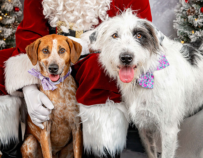 A holiday photo of two dogs from Fetch Portraits