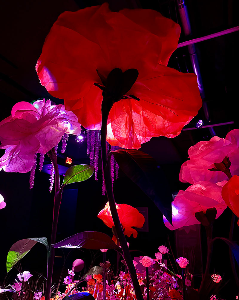 Huge flowers at Wondra’s Enchanted Garden