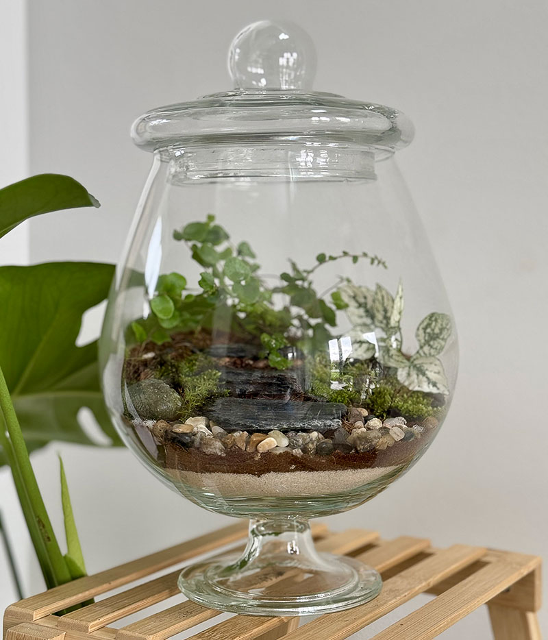 A small terrarium at Fern in Downers Grove