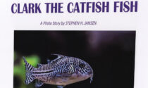 ‘Clark the Catfish Fish’ by Stephen Jansen