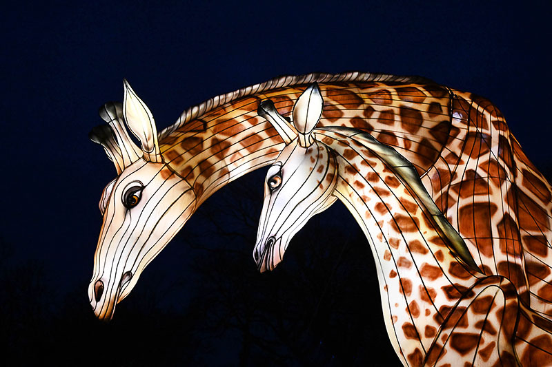 Illuminated giraffe sculptures at Brookfield Zoo