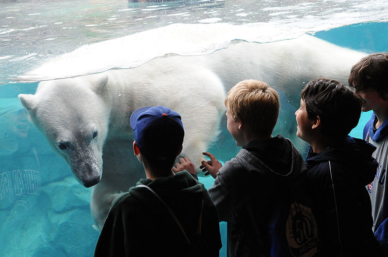 A polar bear in its pool swimming past a group of observing kids at Brookfield Zoo
