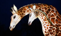 Illuminated giraffe sculptures at Brookfield Zoo