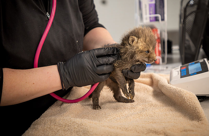 An orphaned fox kit