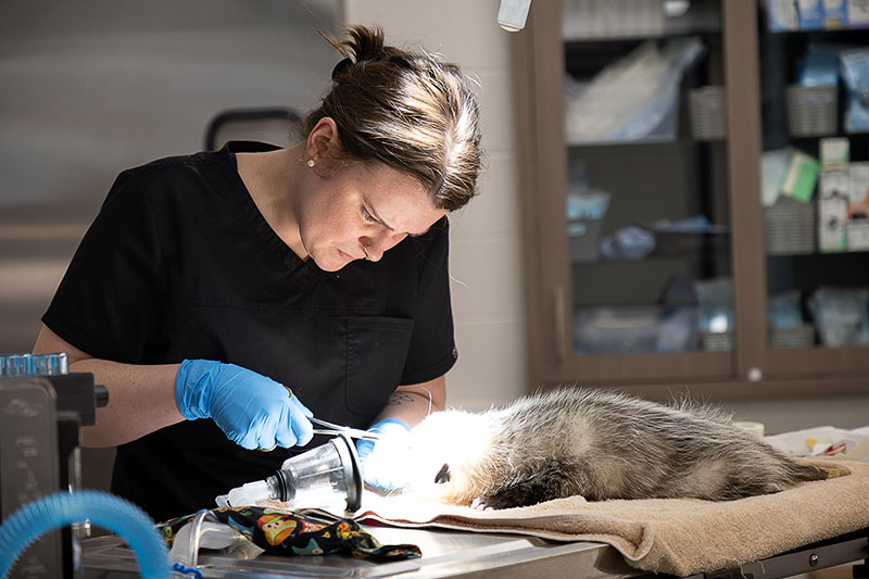 A veteranarian operating on a sedated small animal