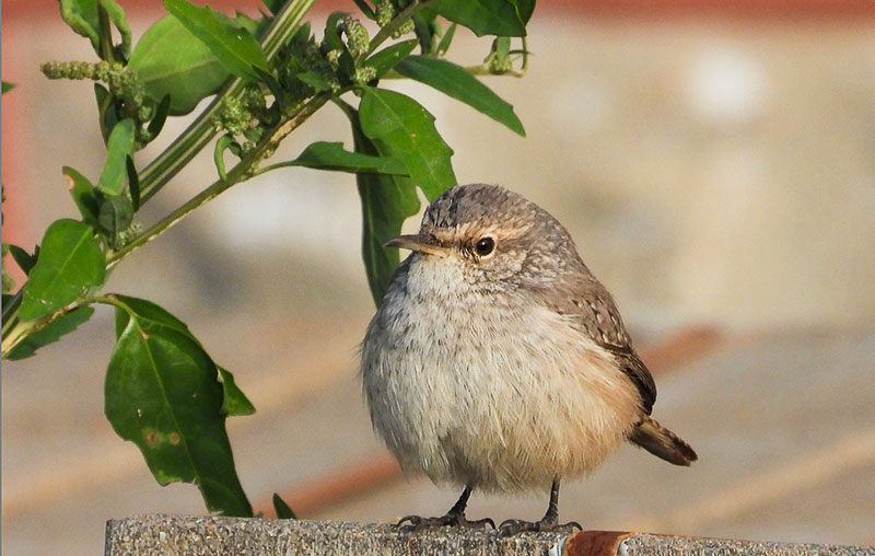 Rock wren