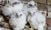 The City of Aurora set up a livestream of the four baby peregrine falcons hatched by parents Vixen and Dave on the side of City Hall in May. More than 500 votes were cast by the public to name the chicks.